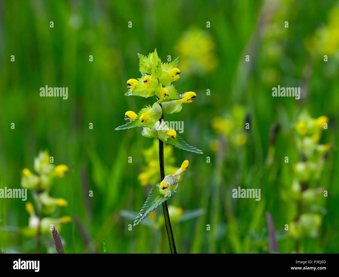 Gelbe Rassel Rhinanthus Cristo Galli Beeston gemeinsame Norfolk Stockfoto