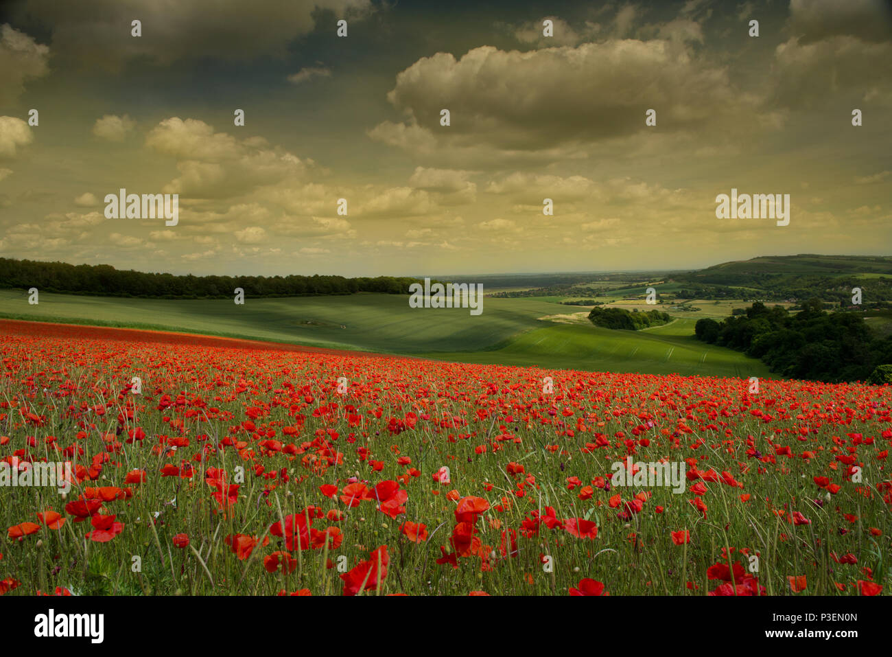 Ein Feld mit Klatschmohn - Papaver rhoeas auf der South Downs National Park, West Sussex, England, UK, Gb. Stockfoto