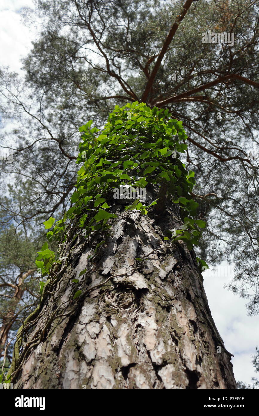 Reben wächst der Stamm eines hohen Pine Tree Stockfoto
