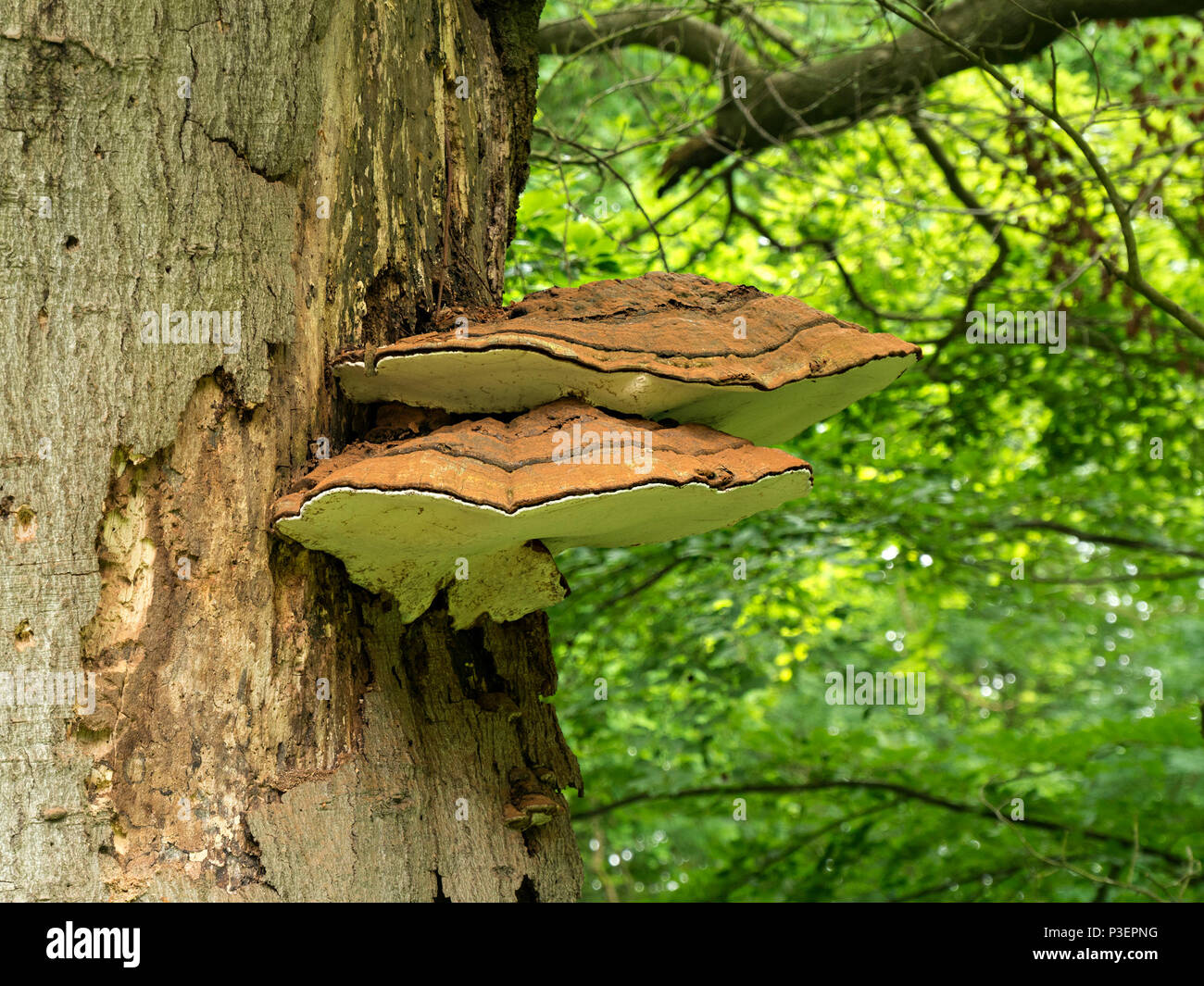 Ganoderma adspersum südlichen Halterung Pilz auf alten Laubbaum trunk, Lincolnshire, England, Großbritannien Stockfoto