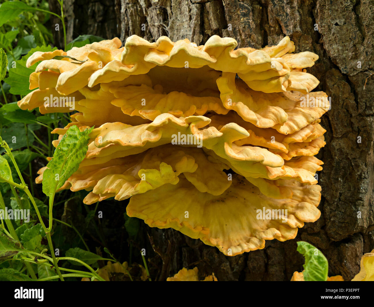 "Huhn auf den Wald" (Laetiporus sulfureus) Halterung Pilz auf Baumstamm, Lincolnshire, England, Großbritannien Stockfoto