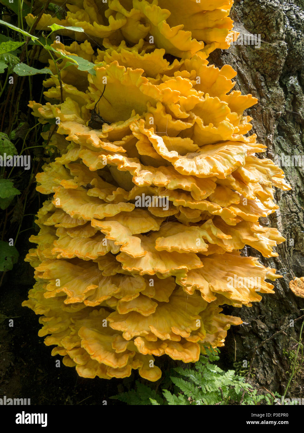 Große "Huhn der Wälder' (Laetiporus sulfureus) Halterung Pilz auf Baumstamm, Lincolnshire, England, Großbritannien Stockfoto