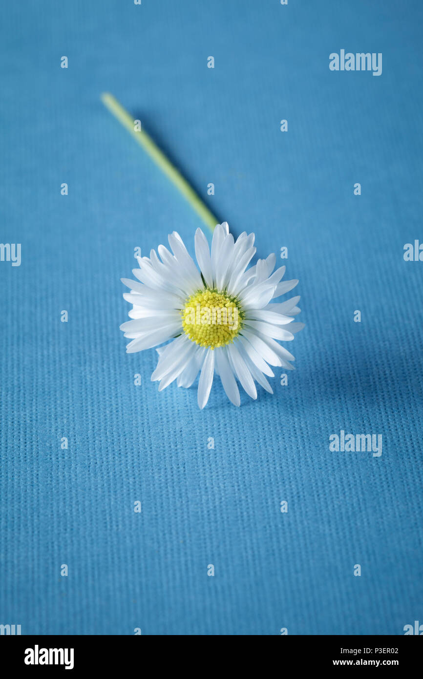 Einzelne weiße Daisy auf blauen einfachen Hintergrund Stockfoto
