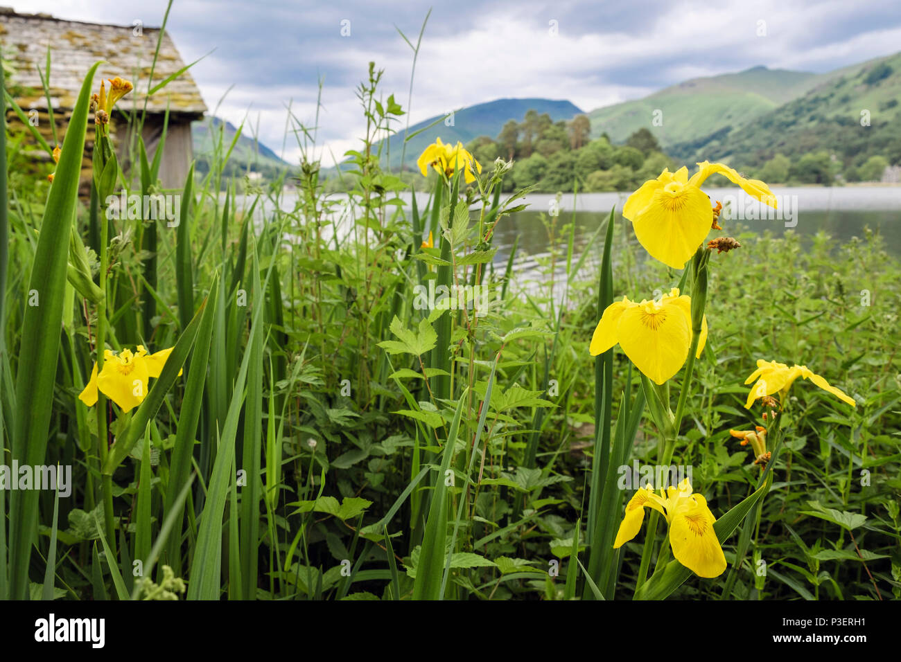 Blumen der gelben Flagge Schwertlilie (Iris pseudacorus) wild neben Grasmere See Bootshaus im Sommer wachsen. Cumbria Lake District National Park England Großbritannien Stockfoto