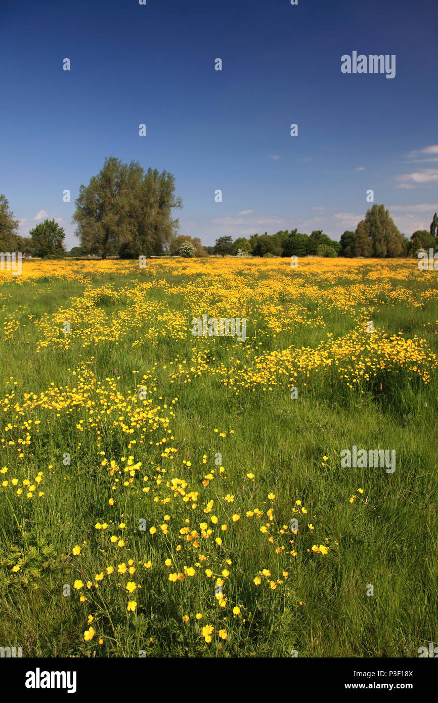 Sommer Blick auf eine Blume Wiese, Fluss Nene Valley in der Nähe von Castor Dorf; Peterborough, Cambridgeshire, England Stockfoto