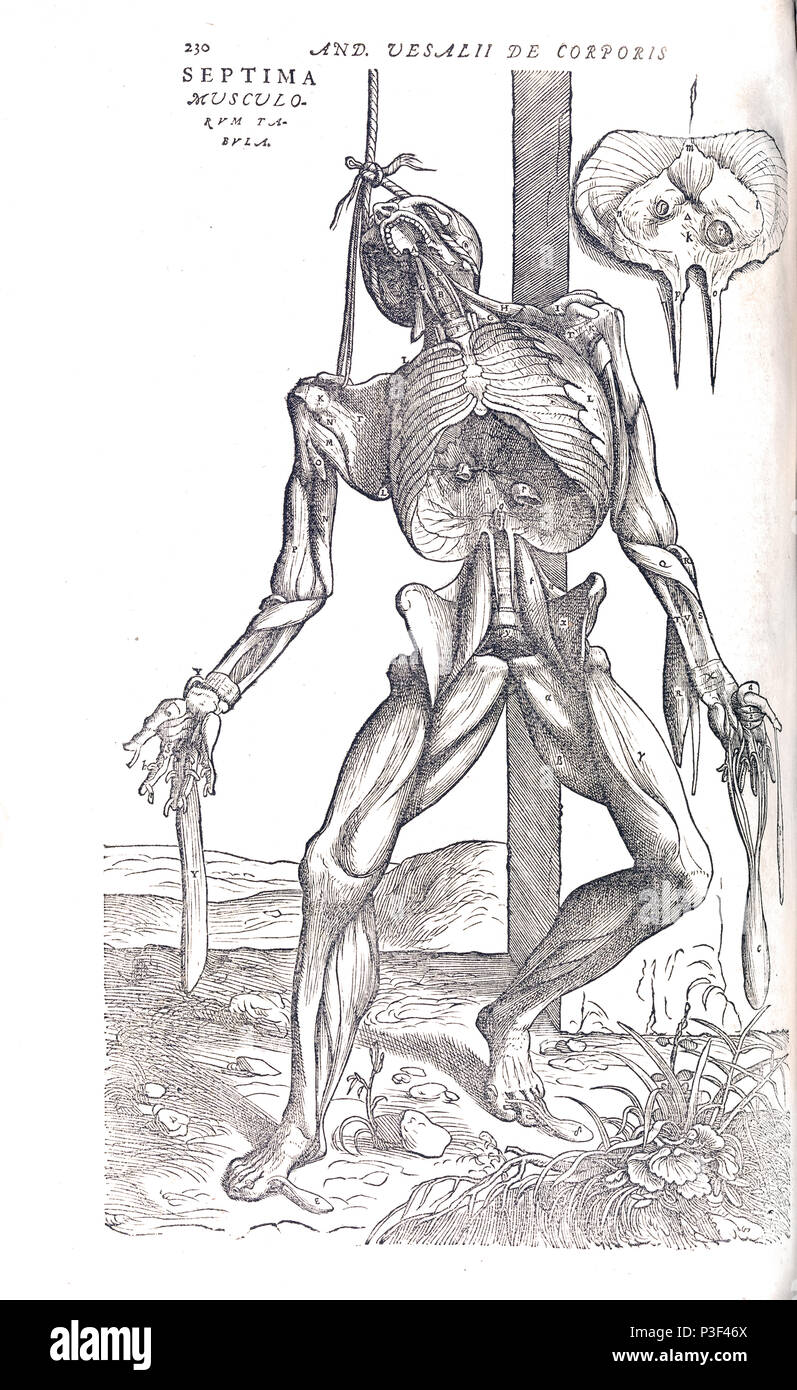 Anatomische Skelett Abbildung kann von De Humani Corporis Fabrica libri septem von Andreas Vesalius veröffentlicht ca. 1543 Stockfoto