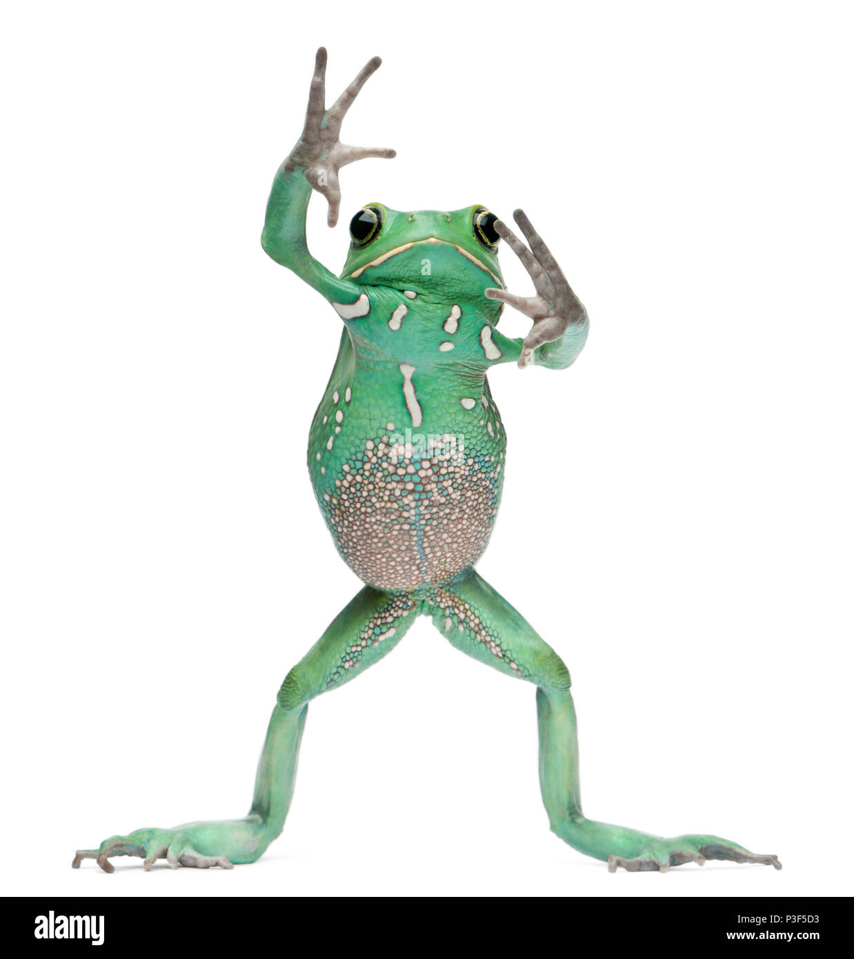 Wachsartige Affe Blatt Frosch, Phyllomedusa Sauvagii, vor weißem Hintergrund Stockfoto