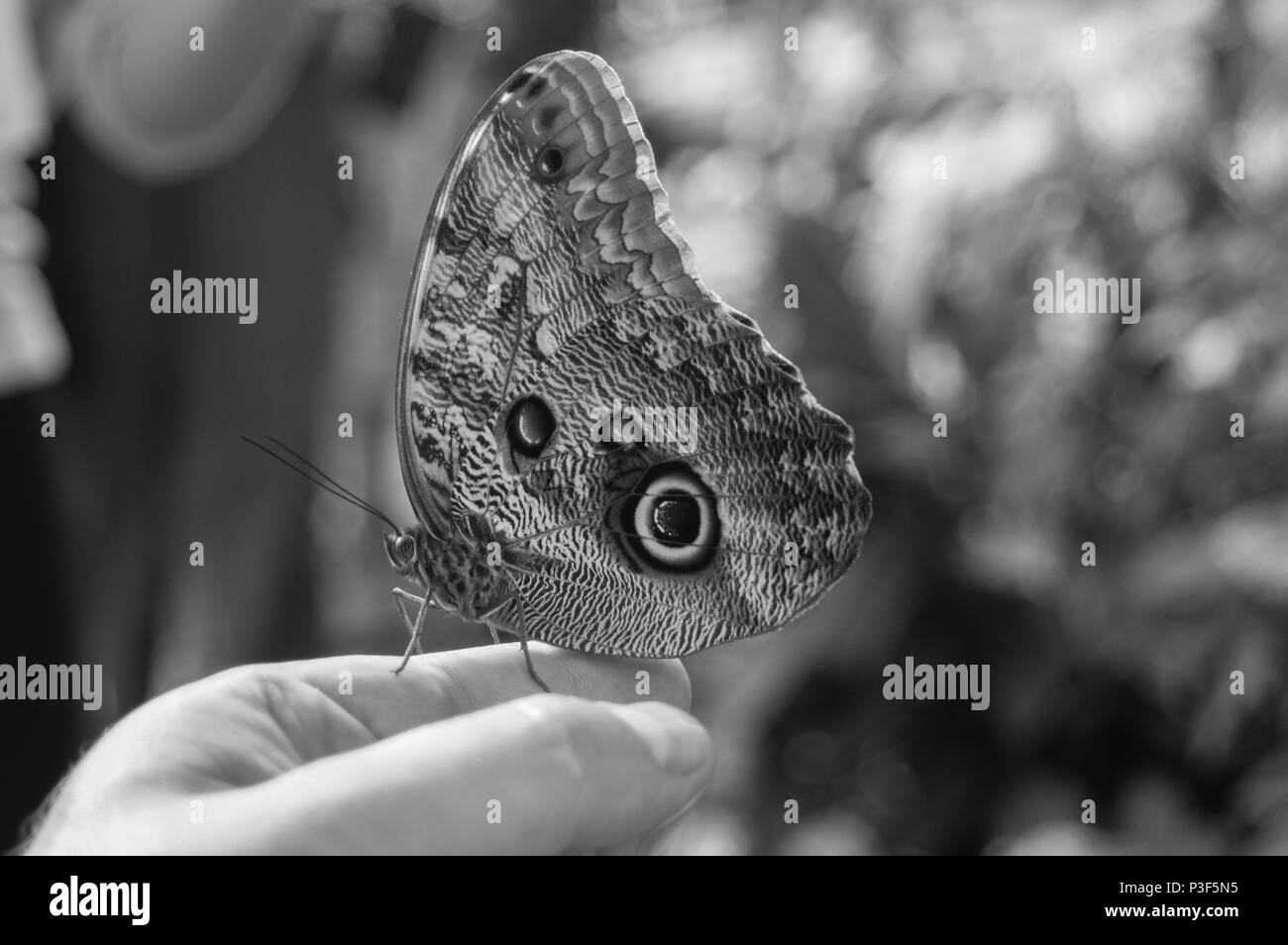 Den schönsten Schmetterling in der Welt Stockfoto