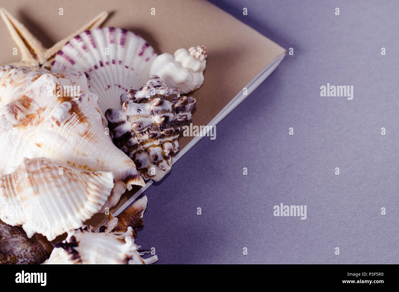 Sammlung Von Muscheln Mit Leeren Grusskarte Auf Grauem Hintergrund Ferienhauser Sommer Flach Vorlage Stockfotografie Alamy