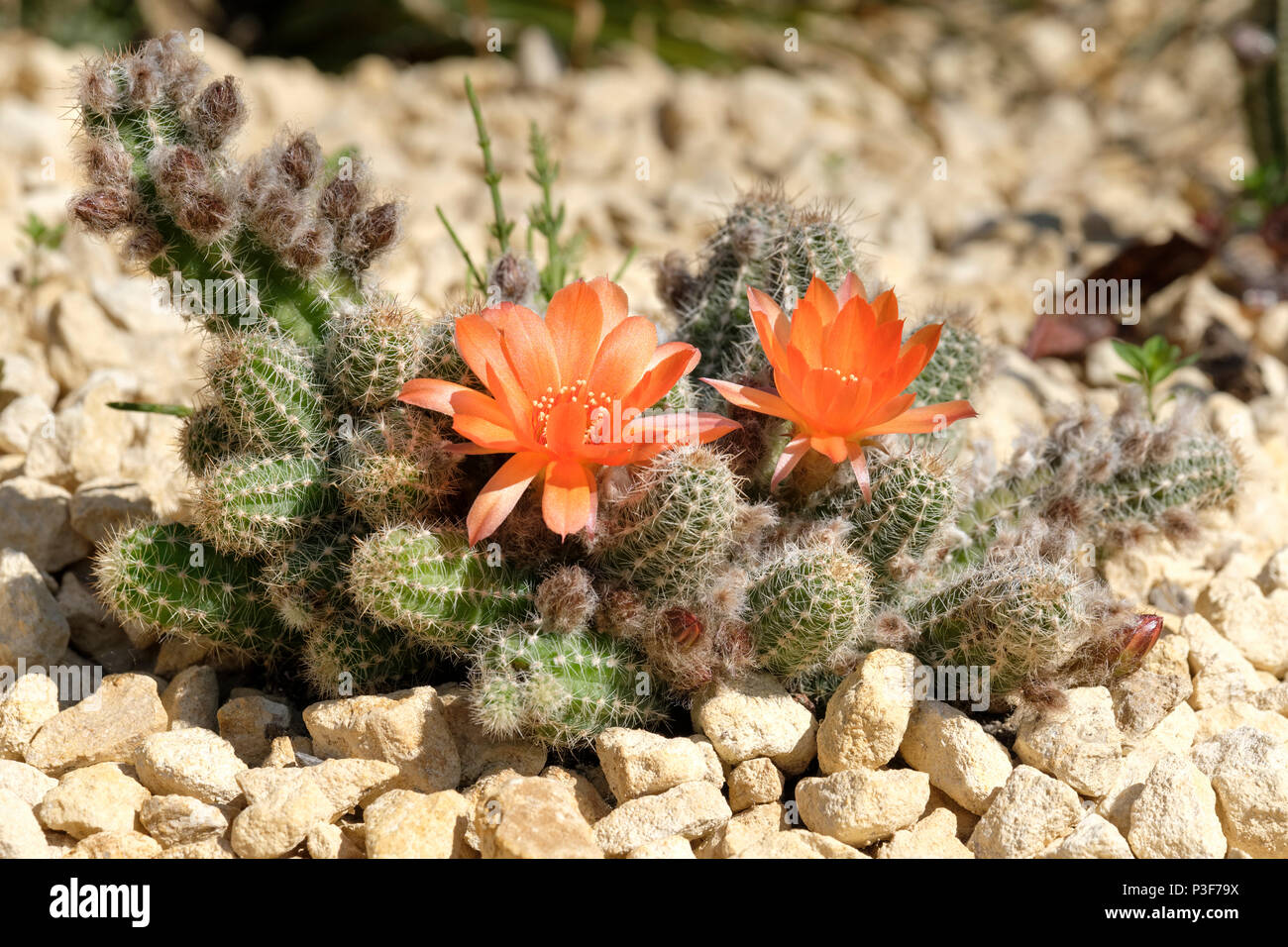 Orange blühende Chamaelobivia Hybriden, (jetzt Echinopsis Hybriden genannt). Stockfoto