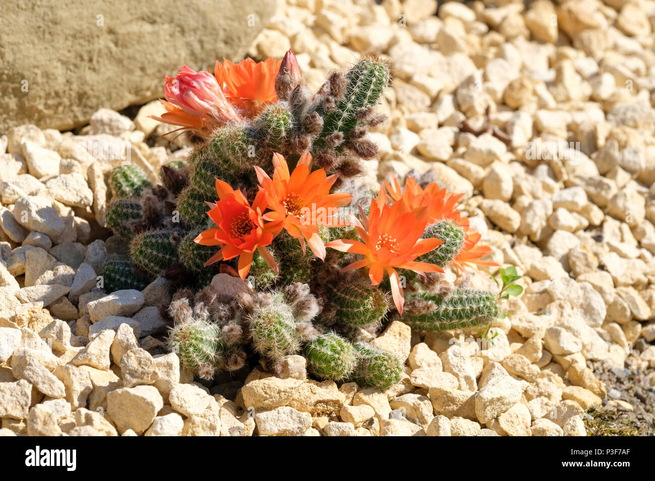 Orange blühende Chamaelobivia Hybriden, (jetzt Echinopsis Hybriden genannt). Stockfoto