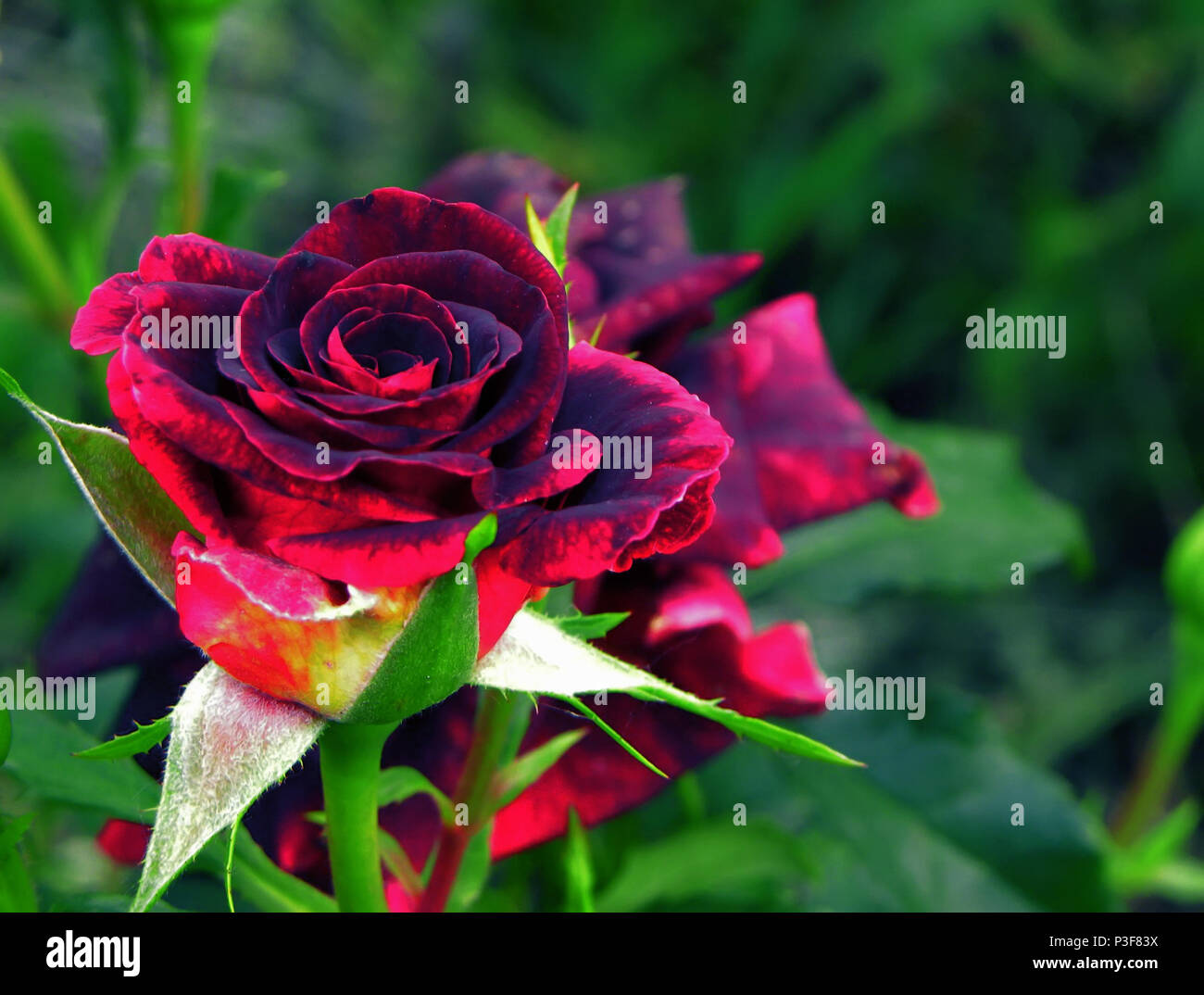 Samt rose -Fotos und -Bildmaterial in hoher Auflösung – Alamy