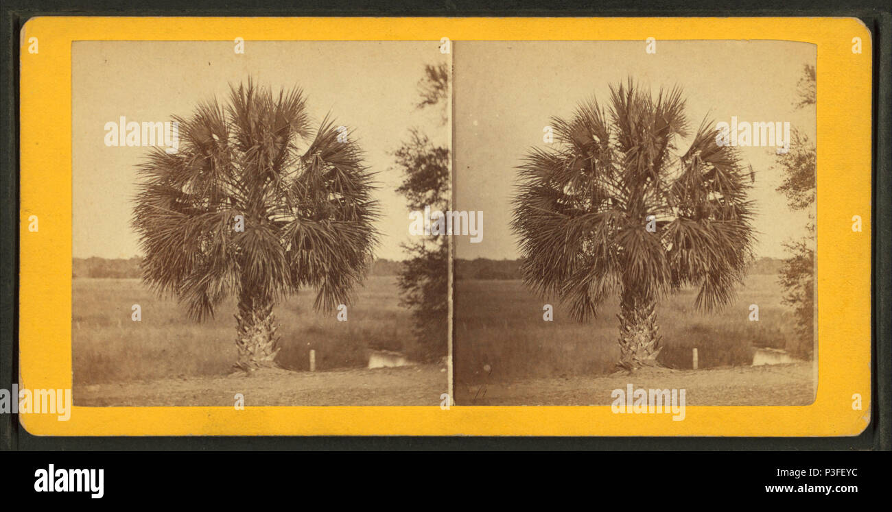 317 Die Palmetto, von Wilson, J. N. (Jerome Nelson), 1827-1897 Stockfoto