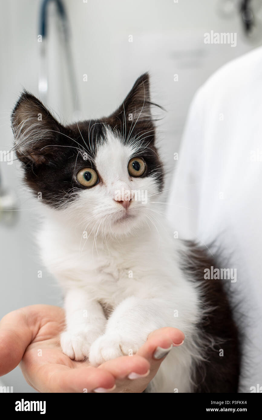 Kleines Kätzchen In Einer Tierklinik Arzt Und Katze