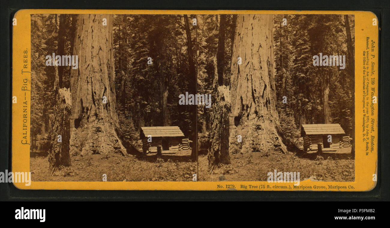 34 Big Tree (75 ft.) circum Mariposa Grove, Mariposa Co, von John S. Soule 3 Stockfoto