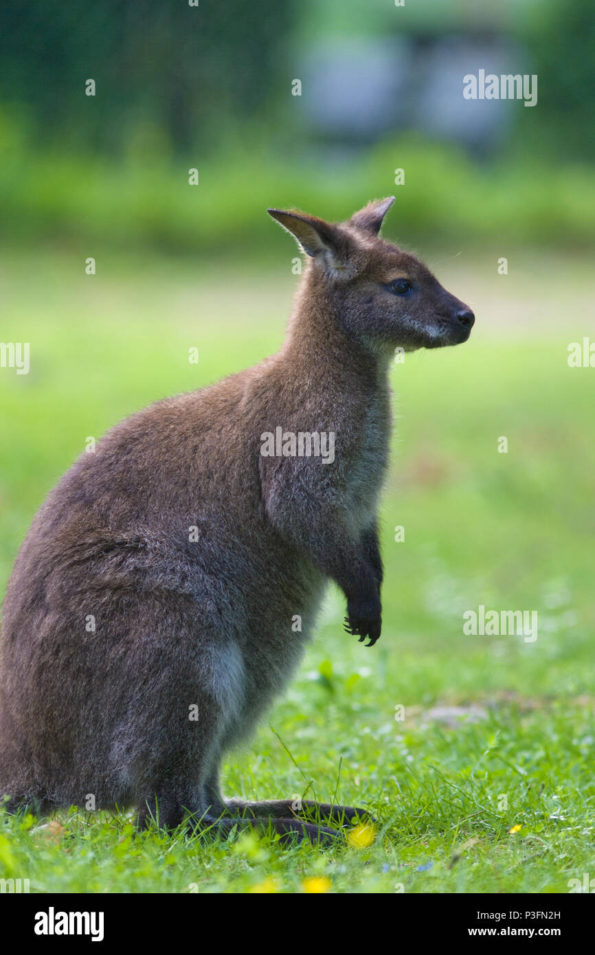 Red-necked Wallaby, Rödhalsad vallaby (Macropus rufogriseus) Stockfoto