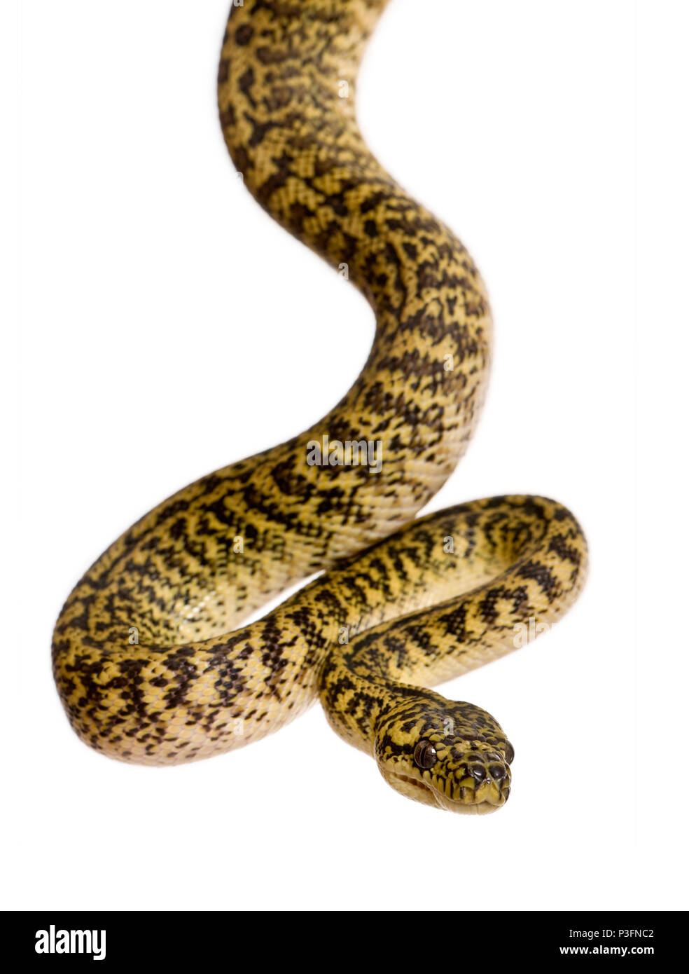 Morelia spilota Variegata, eine Unterart von Python, vor weißem Hintergrund Stockfoto