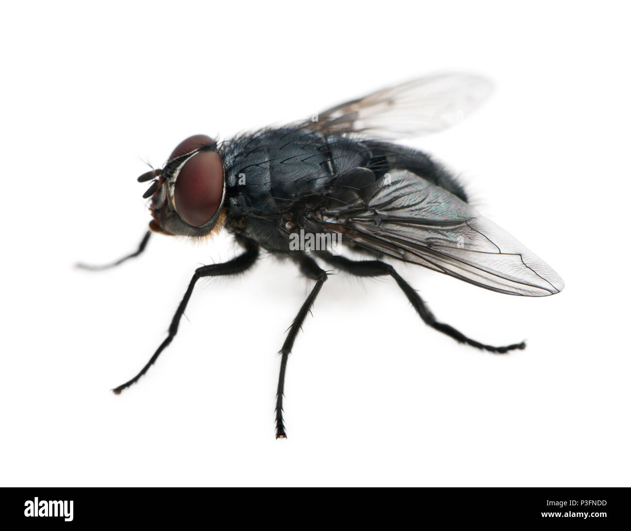 Stubenfliege, Musca Domestica, vor weißem Hintergrund Stockfoto
