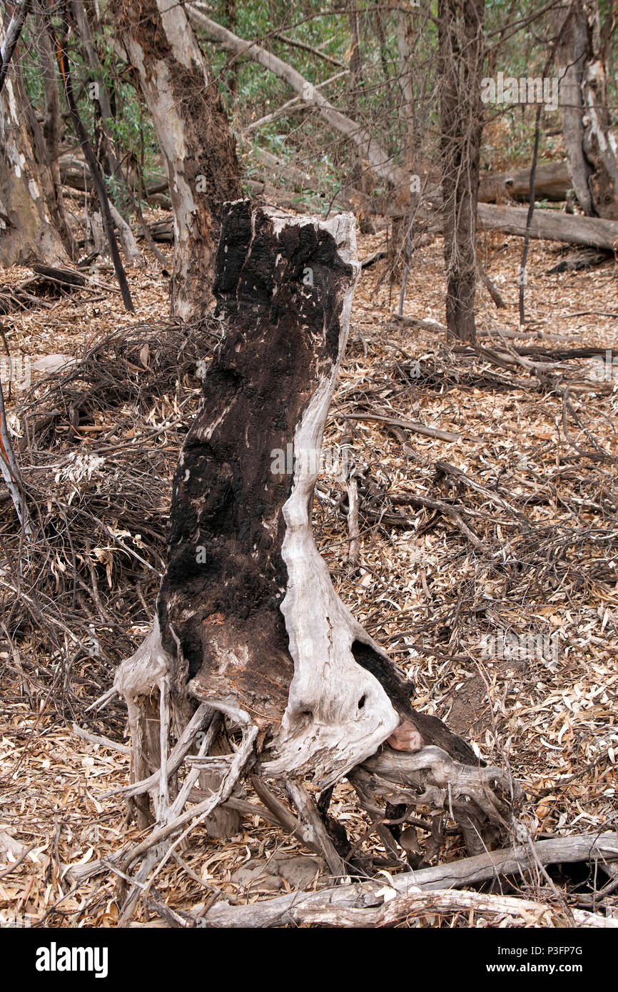 Wilpena Pound South Australia, ausgebrannt Baum in der Nähe von Bush Trail Stockfoto