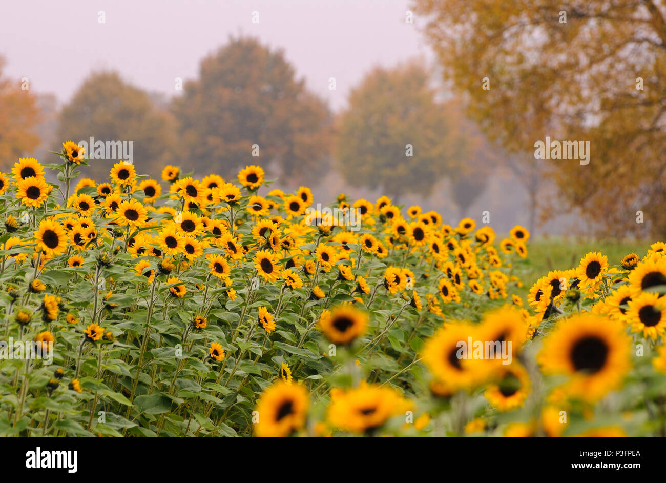 Sonnenblumenfeld bei Lorsch, Odenwald-Bergstrasse, Hessen, Deutschland Stockfoto