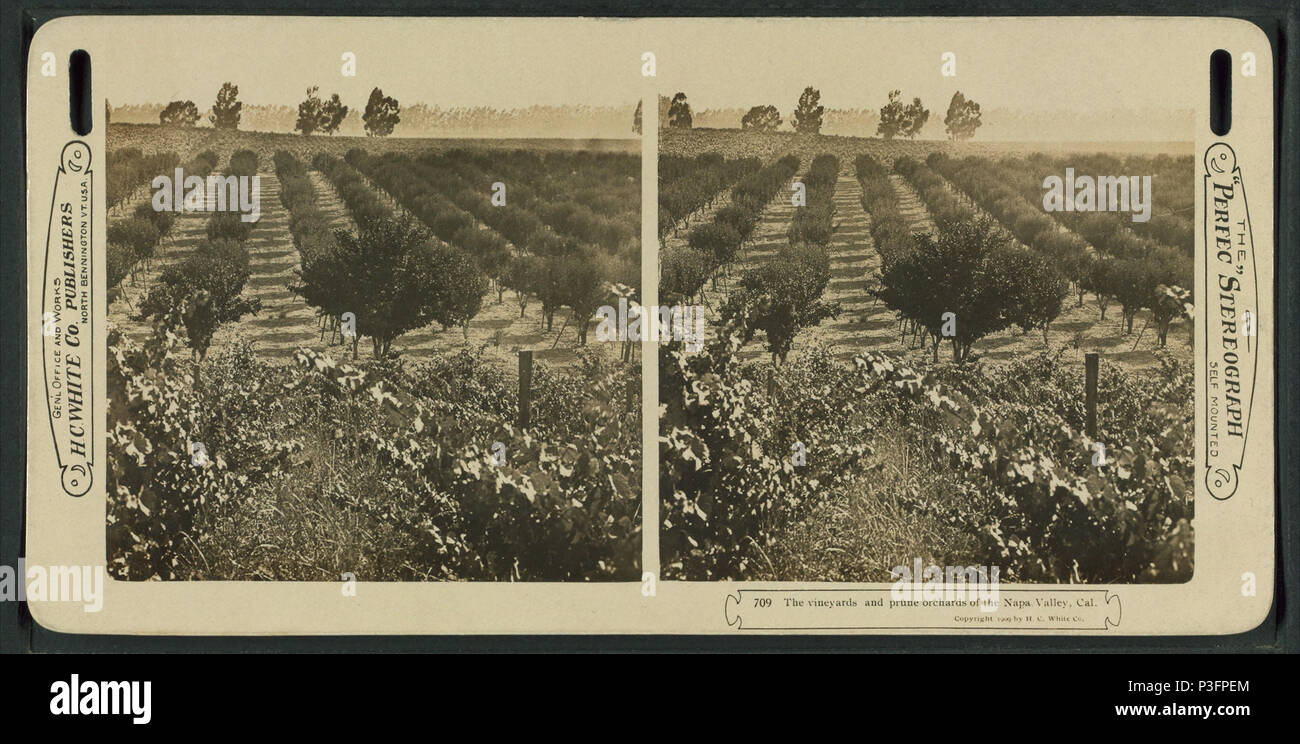 325 prune Die Weinberge und Obstgärten des Napa Valley, Cal, von H.C. Weiß Co.2 Stockfoto