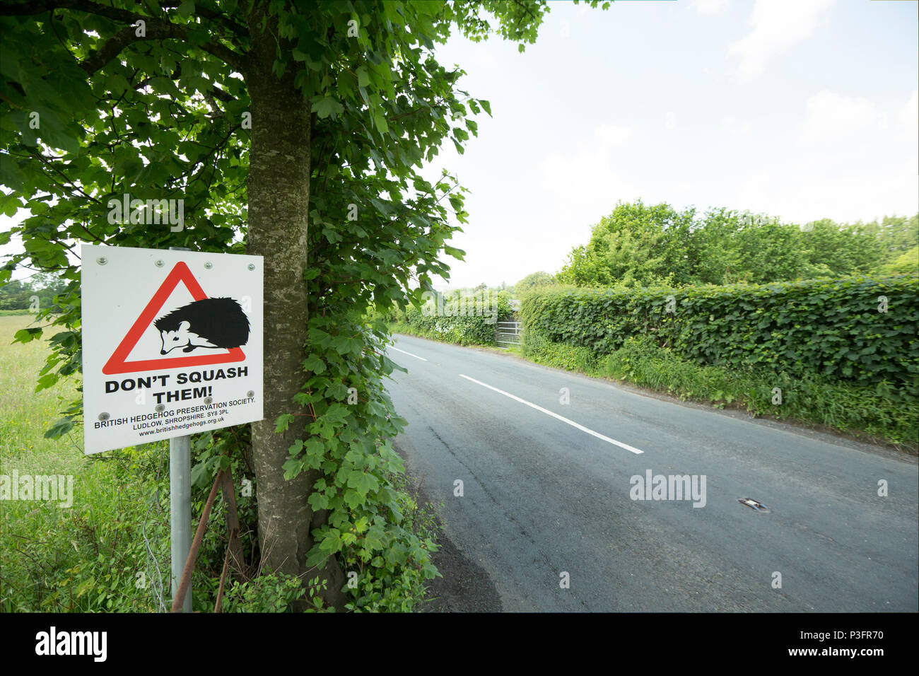 Ein Zeichen bittet Autofahrer für Igel Kreuzung Straßen in der Nähe von Sedbergh in Cumbria England UK GB heraus zu suchen. Igel sind auf den Straßen und insgesamt die getötet Stockfoto