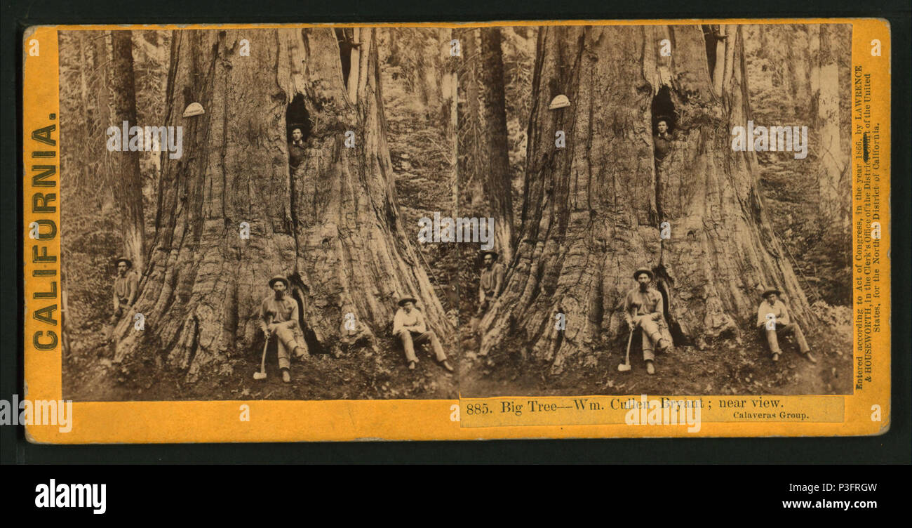 34 Big Tree-Wm. Cullen Bryant, in der Nähe von Anzeigen. Calaveras Gruppe, von Lawrence & Amp; Houseworth 2 Stockfoto