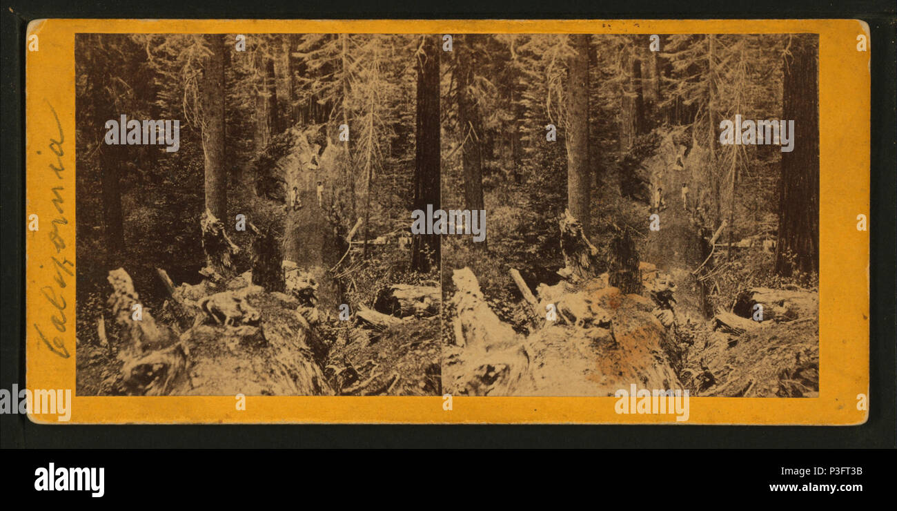 . Big Tree Herkules. Alternative Titel: Kalifornien, 880. Erstellt: Ca. 1864?-1874?. Abdeckung: 1864?-1874?. Digitale Element veröffentlicht 8-31 2005; 2-12-2009 aktualisiert. 34 Big Tree Herkules, von Lawrence & Amp; Houseworth Stockfoto