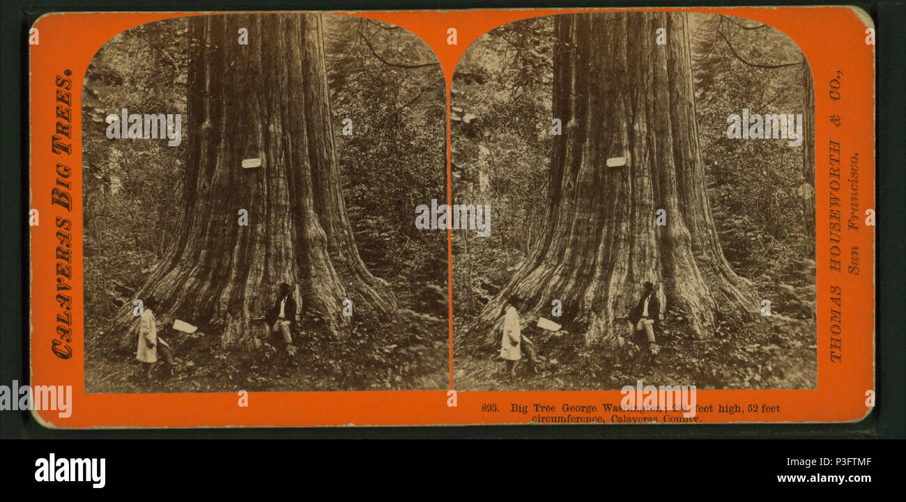 34 Big Tree, George Washington, 284 Meter hoch, 52 Meter Umfang, Calaveras County, von Lawrence & Amp; Houseworth 2 Stockfoto