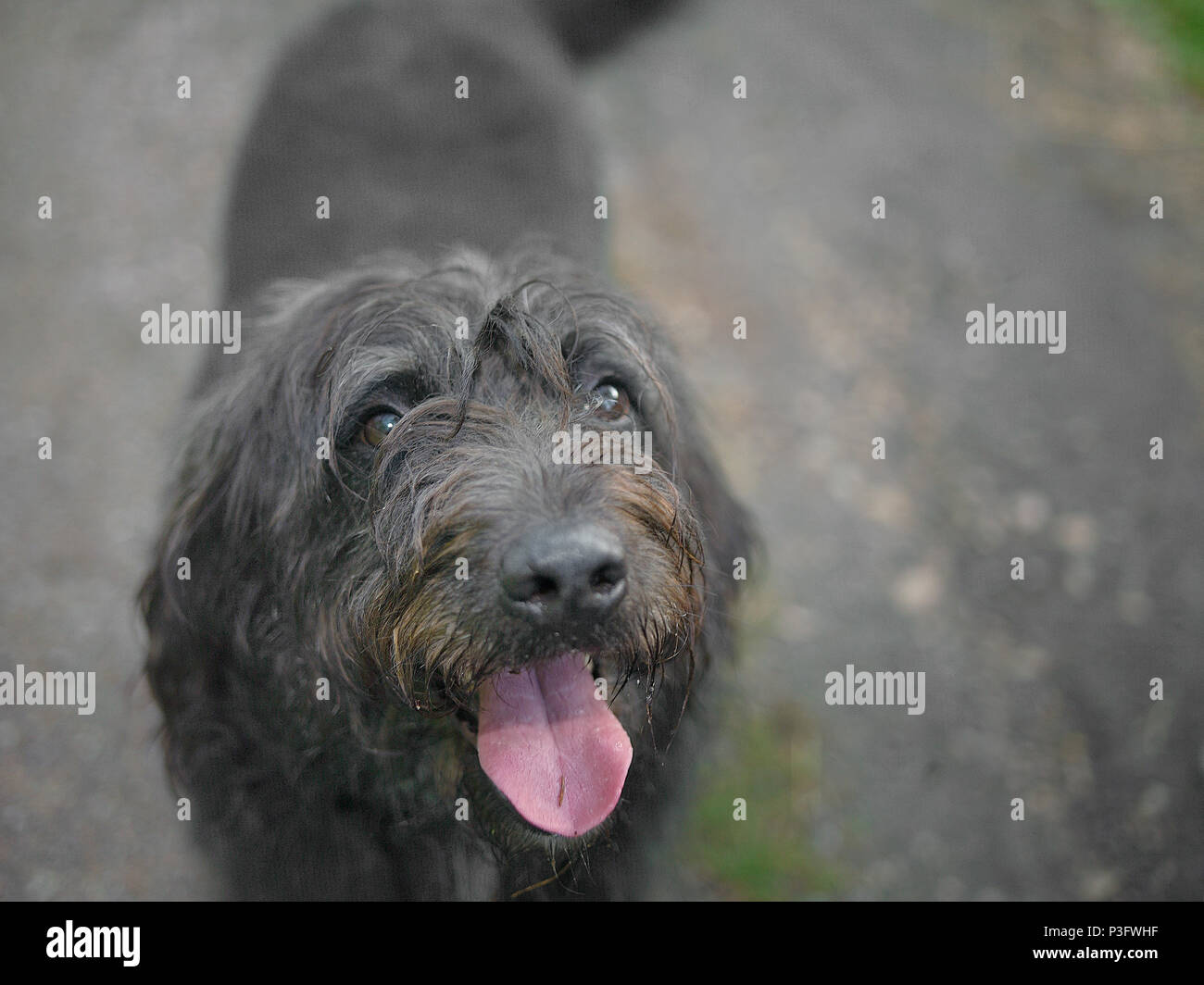 Flache Tiefenschärfe Schuß eines glücklichen flauschige Hund Gesicht Stockfoto