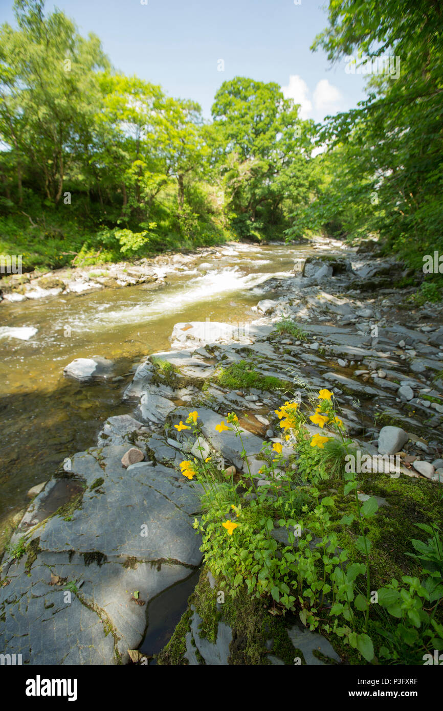 Eine Ansicht vor dem Fluss Lune in der Nähe von Gurgaon Neue Brücke, Sedbergh Cumbria GROSSBRITANNIEN GB. Dieser Abschnitt des Flusses hat ein Naturschutzgebiet und Fußweg auf t Stockfoto