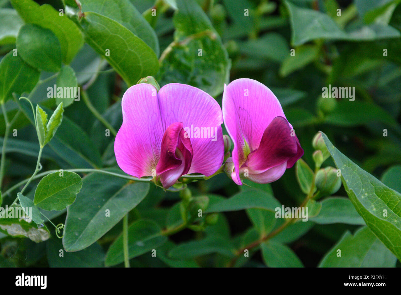 Ein Paar hellen Pink Sweet pea Blumen vor dem hintergrund der grünen Blätter Stockfoto