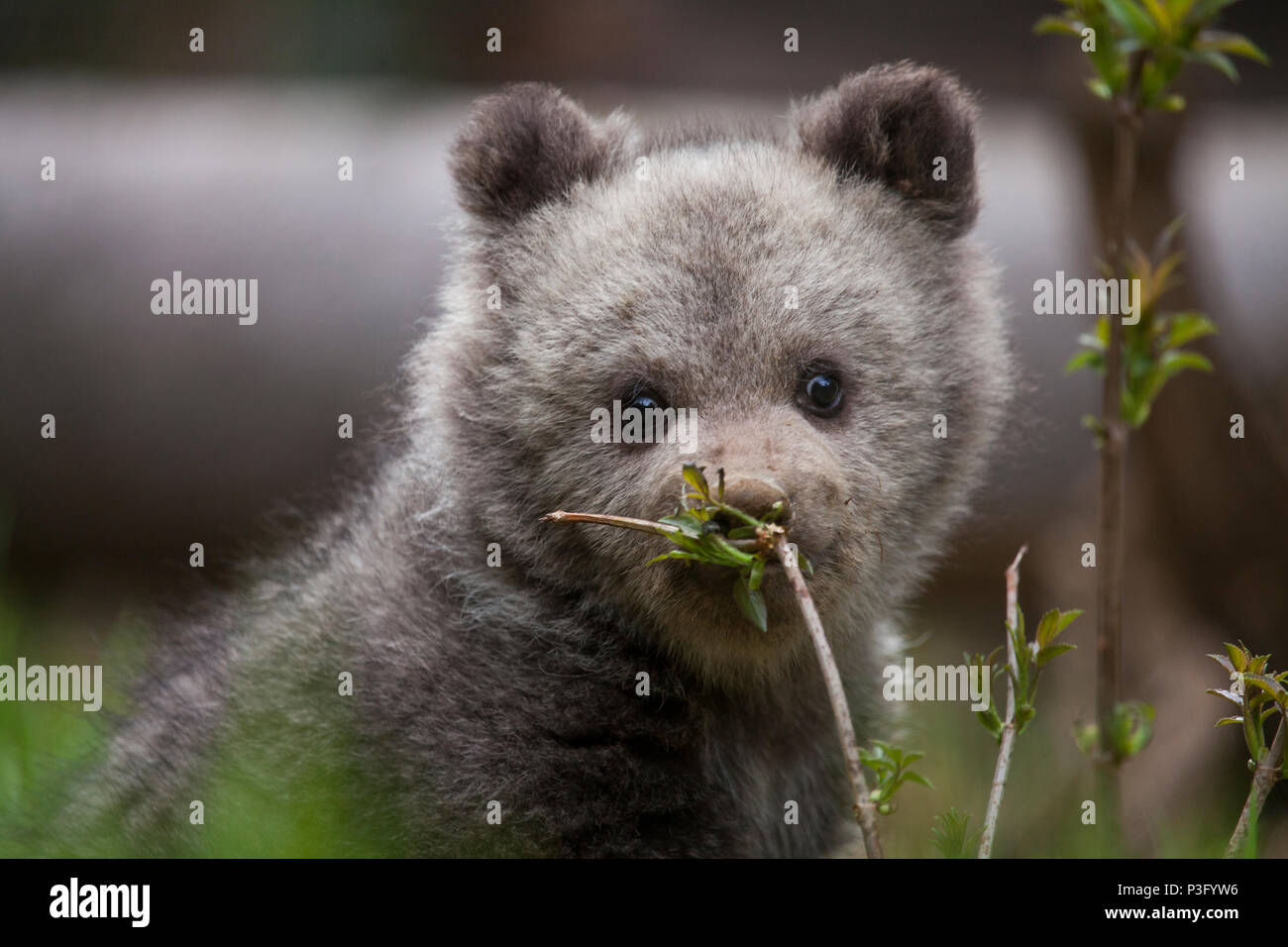 Adorable niedlichen Baby Bear Cub riechende Pflanzen, die mit schmutzigen Nase Stockfoto