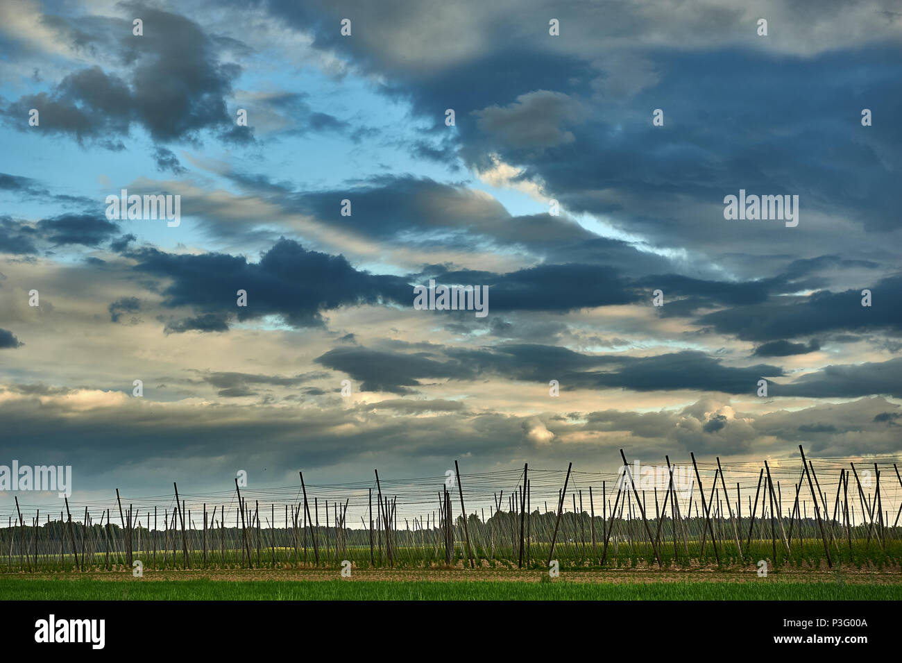 Großen blauen Himmel über hop Plantage Stockfoto