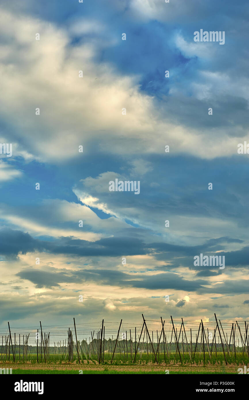 Hop Plantage mit blauer Himmel Stockfoto