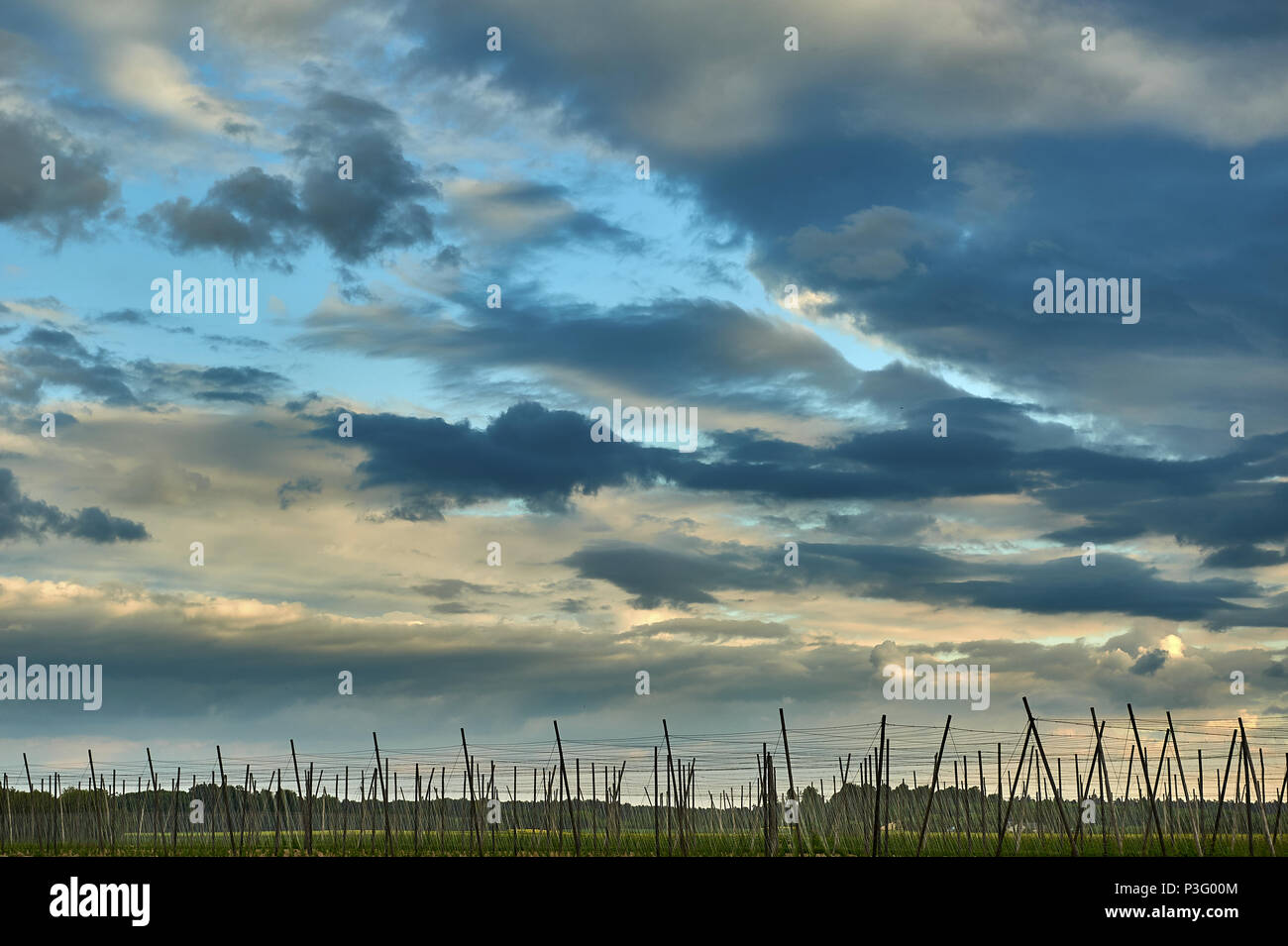 Blauer Himmel mit Wolken über eine hop Plantage Stockfoto