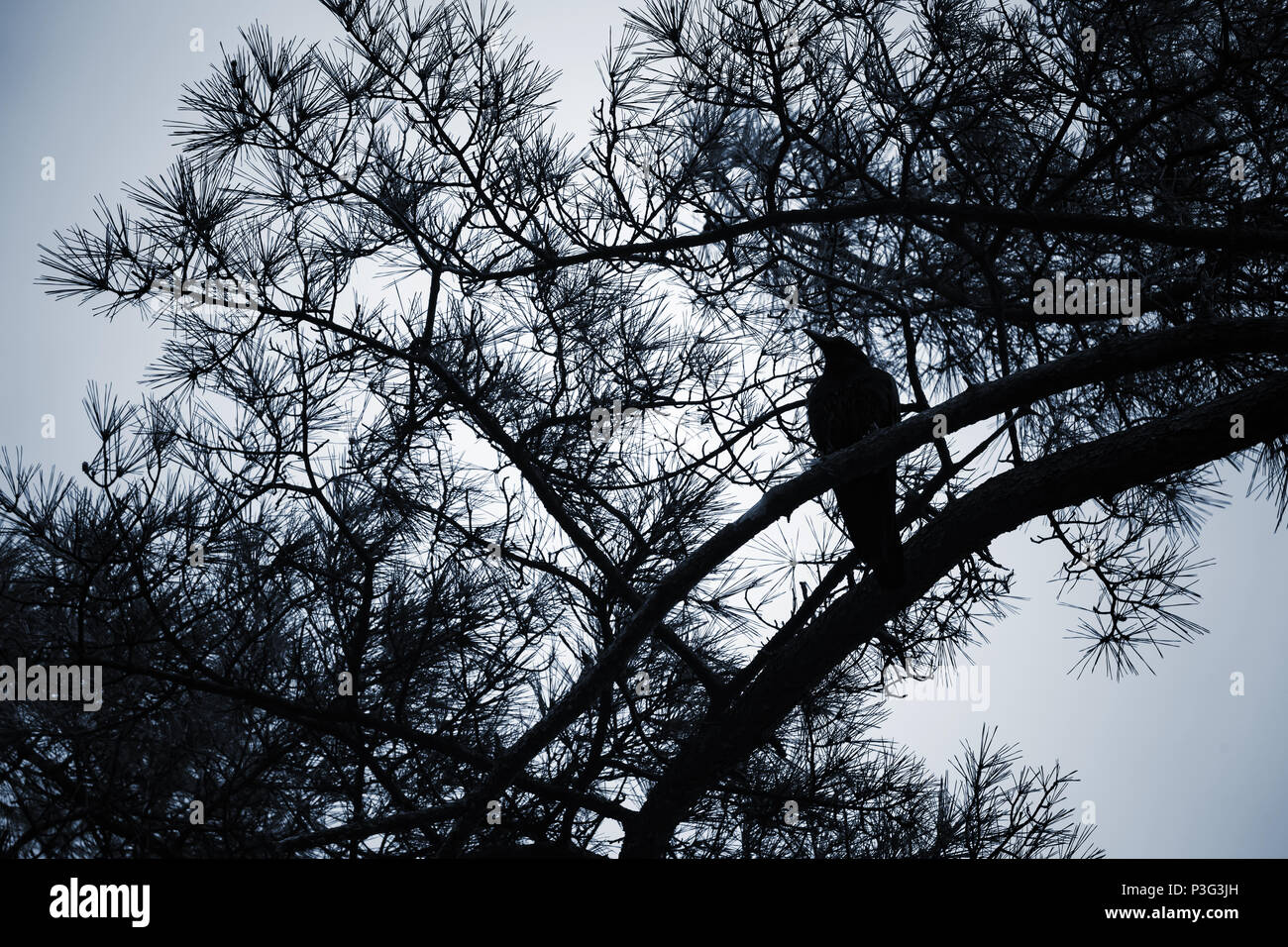 Сrow sitzt auf dem Pine Tree Branch, dunkle stilisierten silhouette Foto Stockfoto