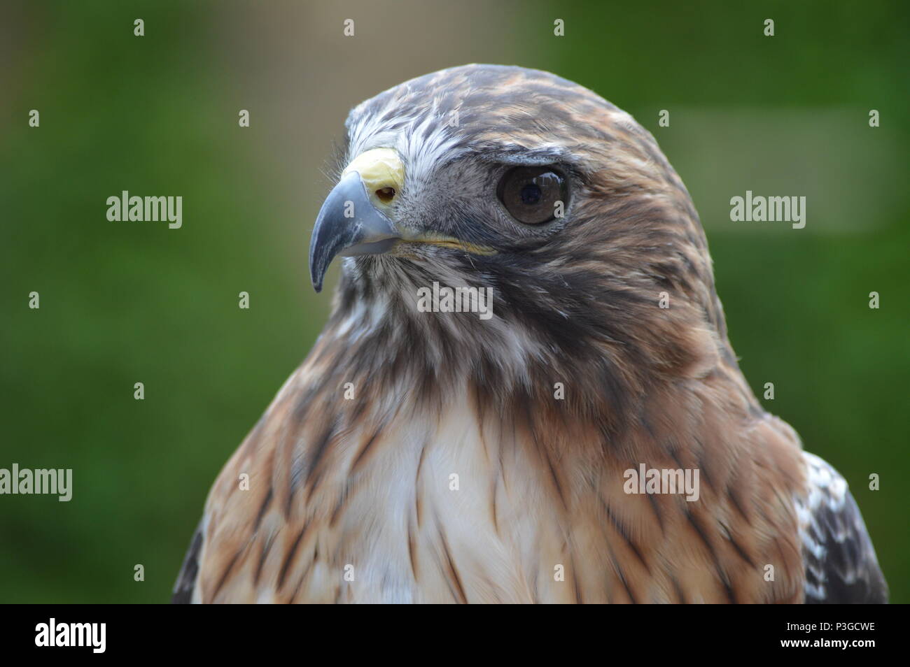 Nahaufnahme eines Red tailed hawk Stockfoto