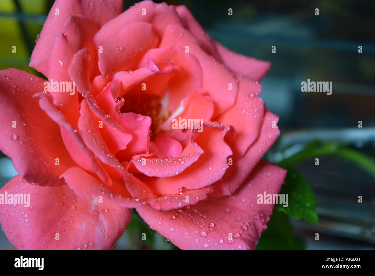 Ehrlichkeit Tropfen Wasser auf einen flauschigen Knospe einer orange rosa Rose mit schönen trockenen Blütenblätter Stockfoto