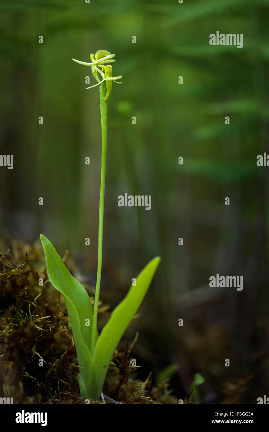 Fen orchid (Liparis loeselii) Stockfoto