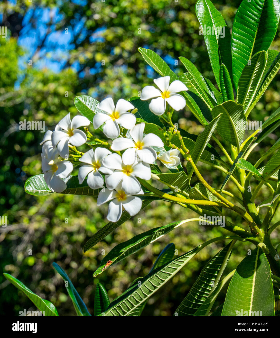 Weiß blühende frangipani Baum in der Kimberley WA Australien. Stockfoto