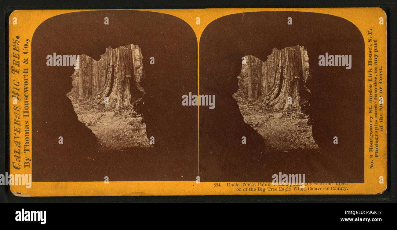 . Uncle Tom's Cabin, die von einem Punkt 40 Meter in das Innere des Big Tree Eagle Wing, Calaveras County. Alternative Titel: Calaveras große Bäume, 894. Erstellt: Ca. 1864?-1874?. Abdeckung: 1864?-1874?. Digitale Element veröffentlicht 8-31 2005; 2-12-2009 aktualisiert. 336 Uncle Tom's Cabin, die von einem Punkt 40 Meter in das Innere des Big Tree Eagle Wing, Calaveras County, von Lawrence & Amp; Houseworth Stockfoto