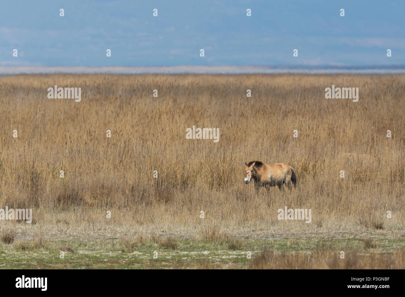 Eine natürliche Przewalski Pferd stehend in karge Grasland Stockfoto