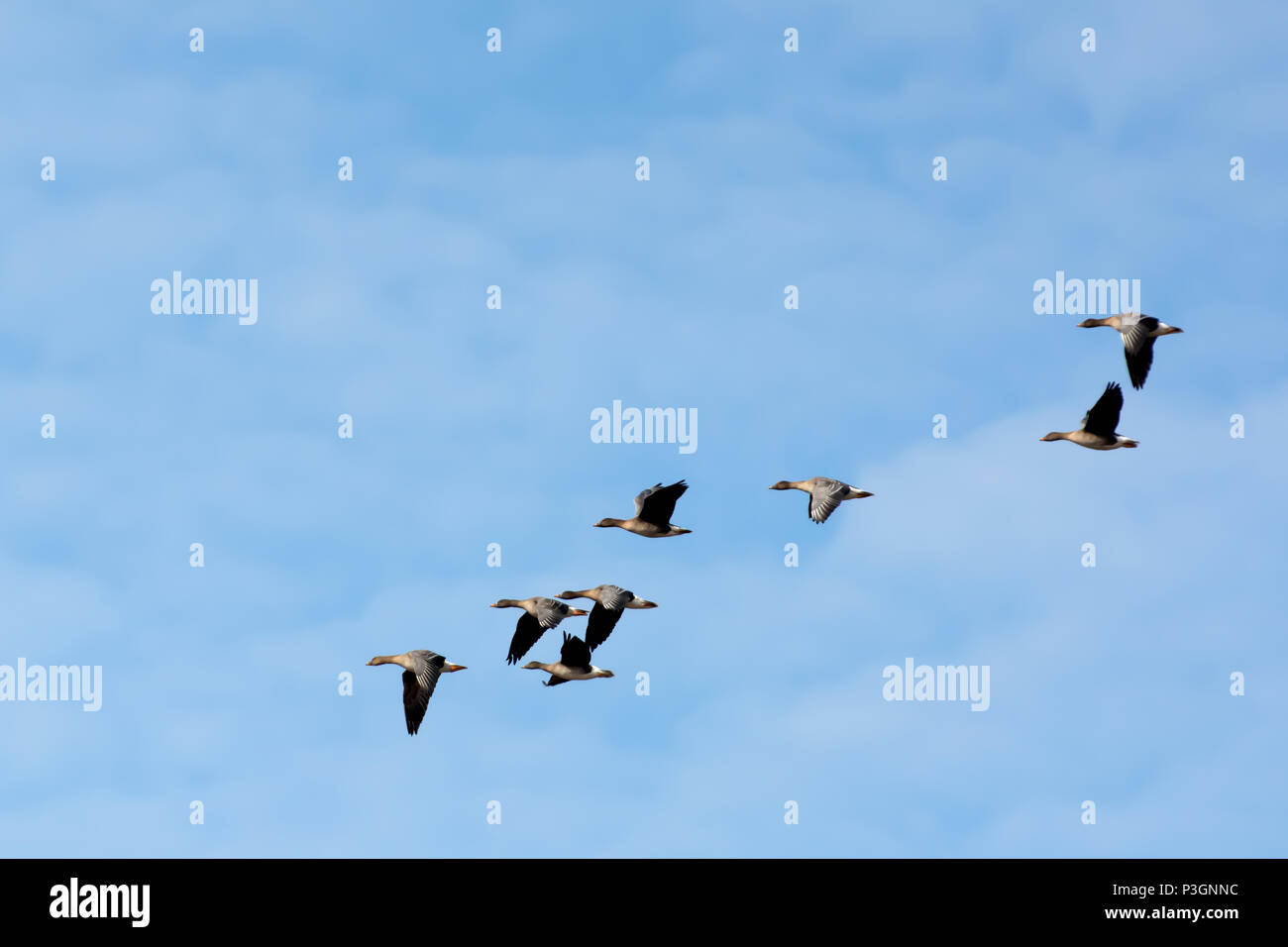 Herde Graugänse fliegen in den blauen Himmel Stockfoto