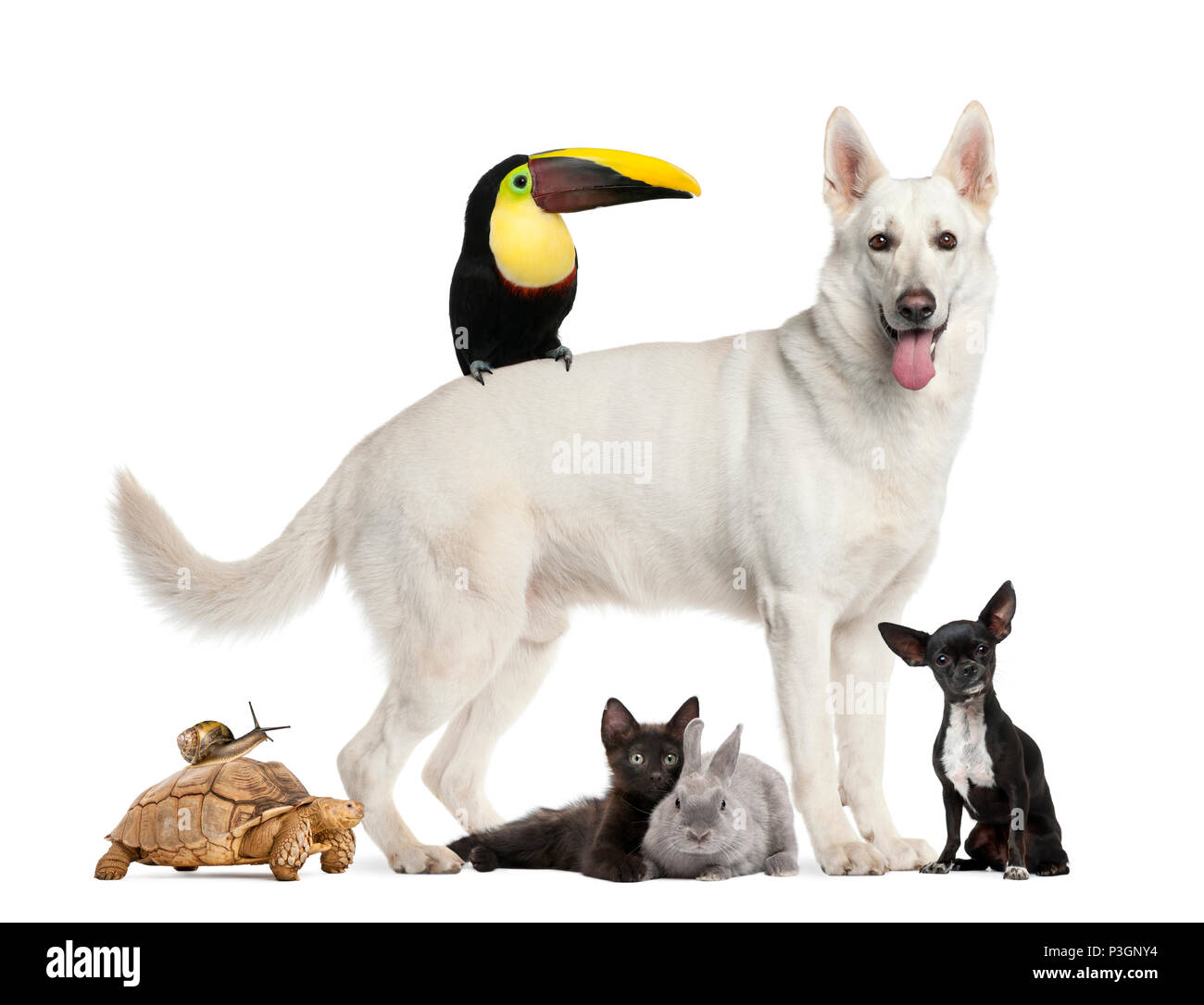 Berger Blanc Suisse, Schildkröte, Schnecke Stockfoto