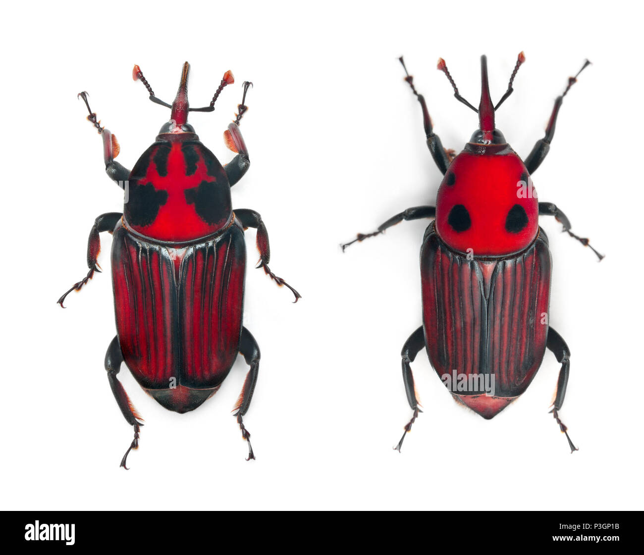 Männliche und weibliche Red Palm Rüsselkäfer, rhynchophorus Art, 3 Wochen alt, vor weißem Hintergrund Stockfoto