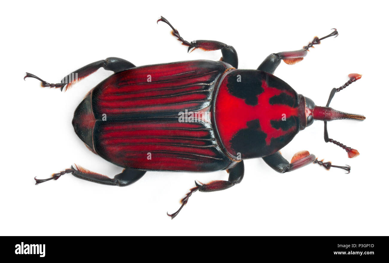 Stecker, rot Palm Rüsselkäfer, rhynchophorus Art, 3 Wochen alt, vor weißem Hintergrund Stockfoto