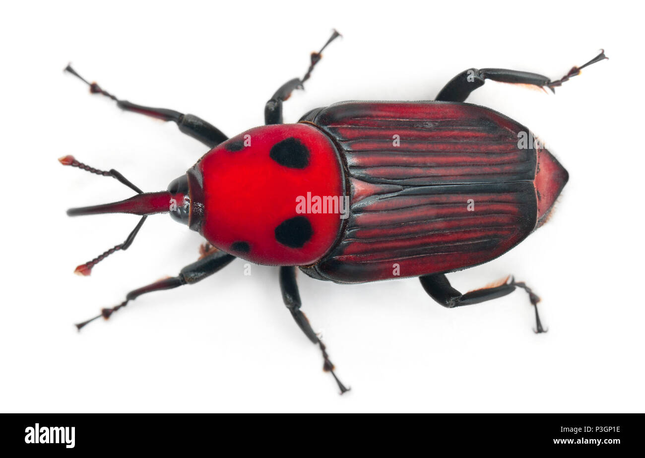 Buchse, rot Palm Rüsselkäfer, rhynchophorus Art, 3 Wochen alt, vor weißem Hintergrund Stockfoto