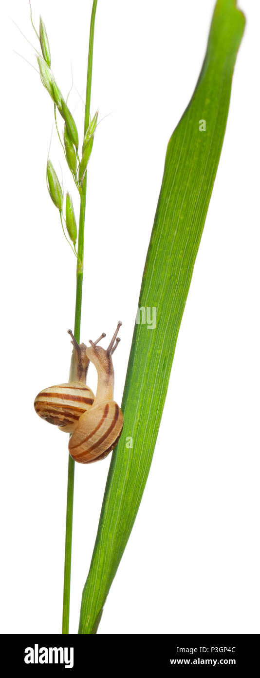 Zwei weiße Garten Schnecken oder mediterranen Schnecke, Theba Pisana, vor weißem Hintergrund Stockfoto