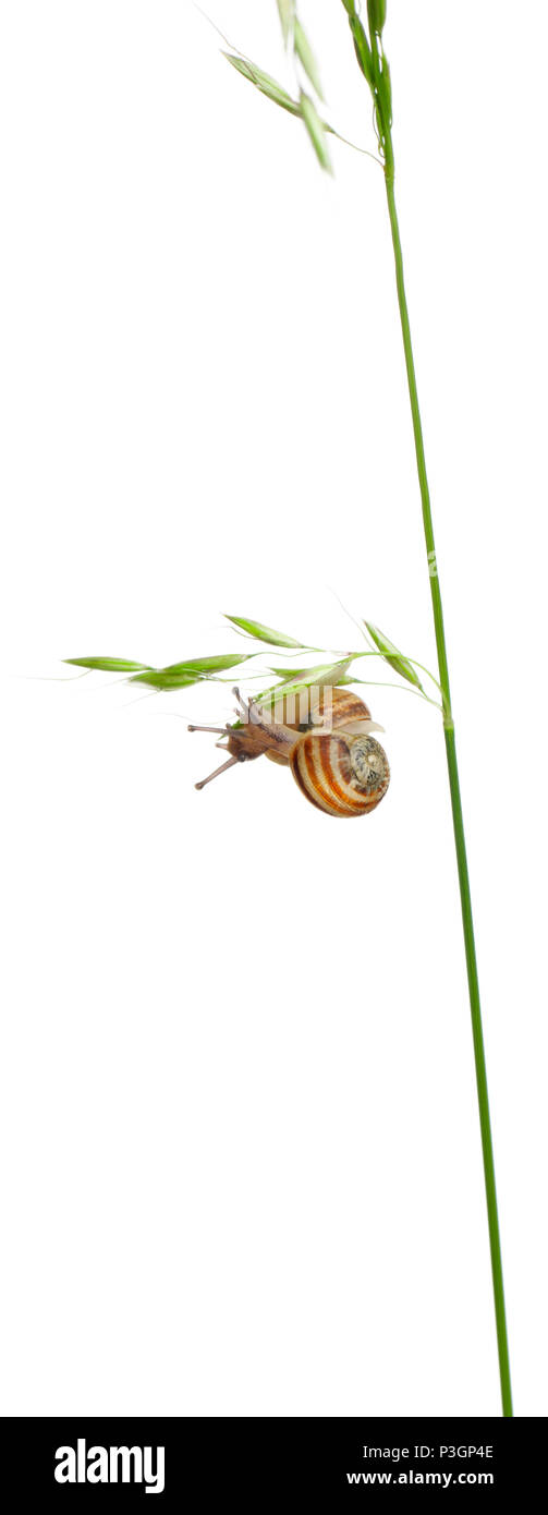 White Garden Schnecke oder mediterrane Schnecke, Theba Pisana, vor weißem Hintergrund Stockfoto